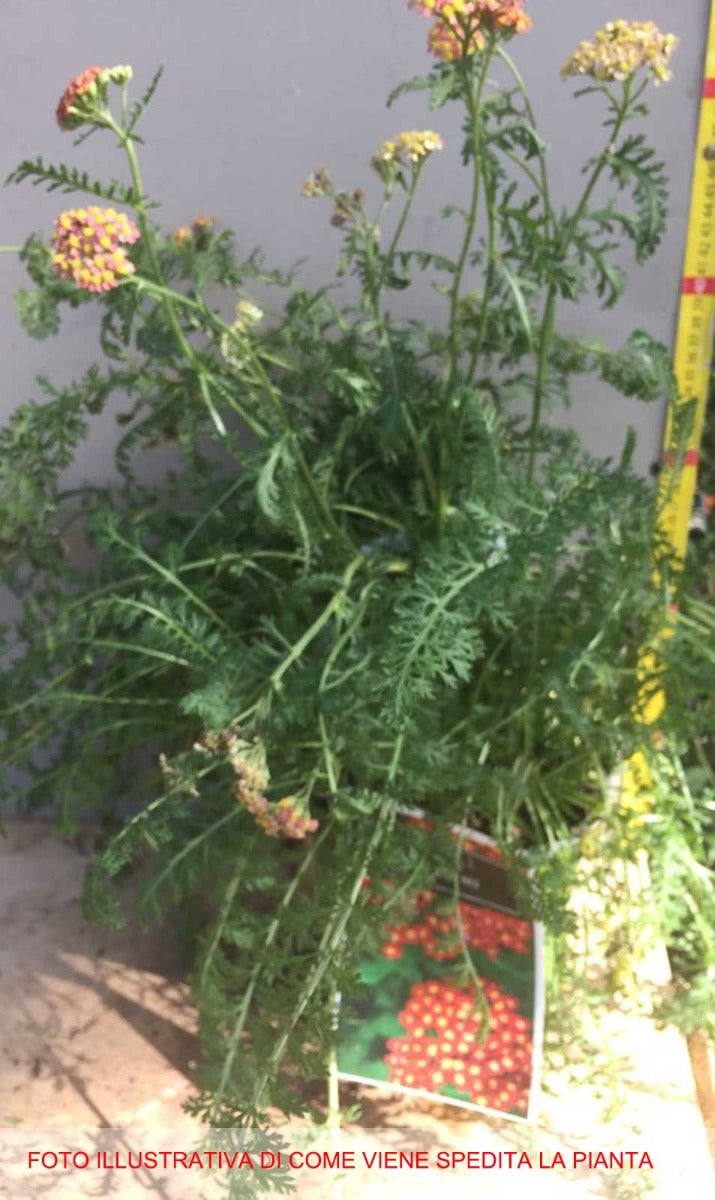 ACHILLEA MILLY ROCK RED IN VASO 18CM