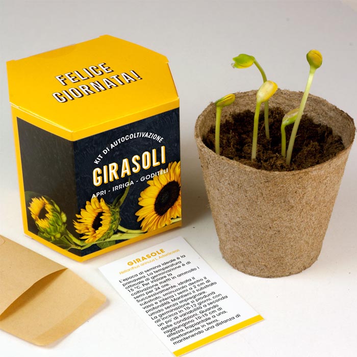 KIT AUTOCOLTIVAZIONE GIRASOLI