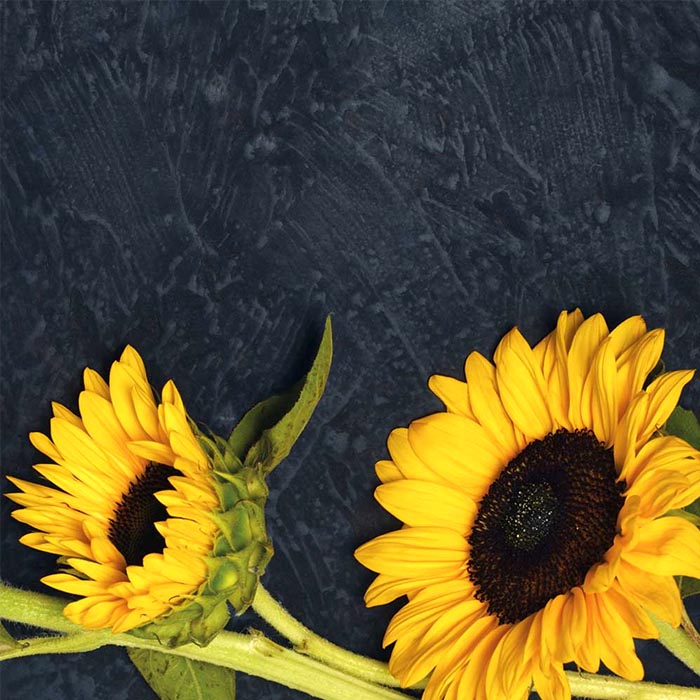 KIT AUTOCOLTIVAZIONE GIRASOLI