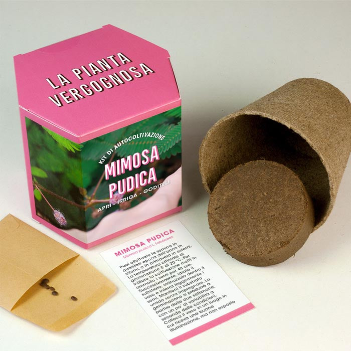 KIT AUTOCOLTIVAZIONE MIMOSA PUDICA