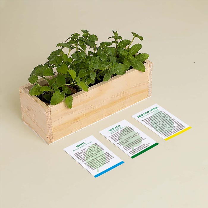 KIT AUTOCOLTIVAZIONE MOJITO