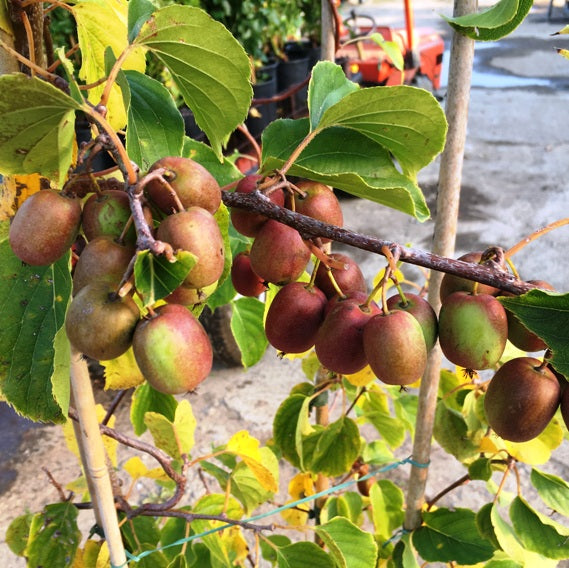 KIWI ARGUTA ROSSA MISSIONARIO PIANTA FEMMINA (1 PIANTA)