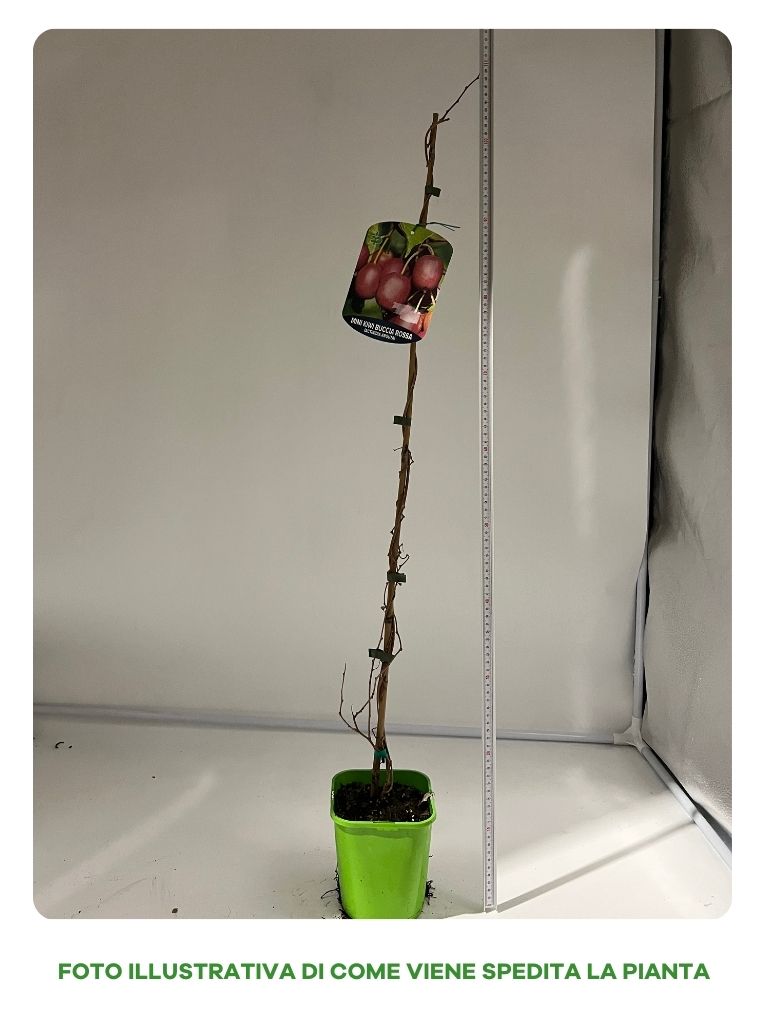 KIWI MINI DOMINO FEMMINA IN VASO 15CM