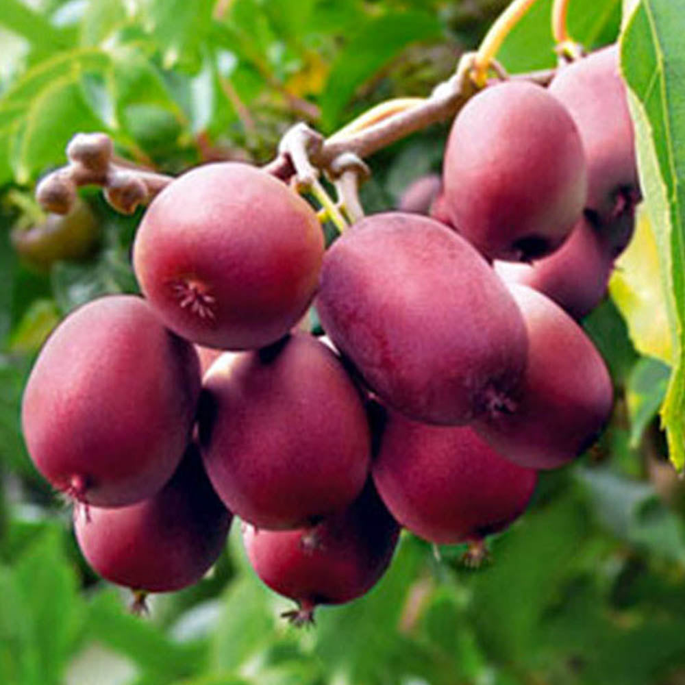 KIWI MINI KEN'S ROSSO FEMMINA VASO 15CM