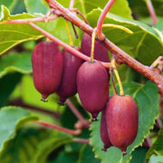 KIWI MINI PURPURNA SADOWA FEMMINA VASO 15CM