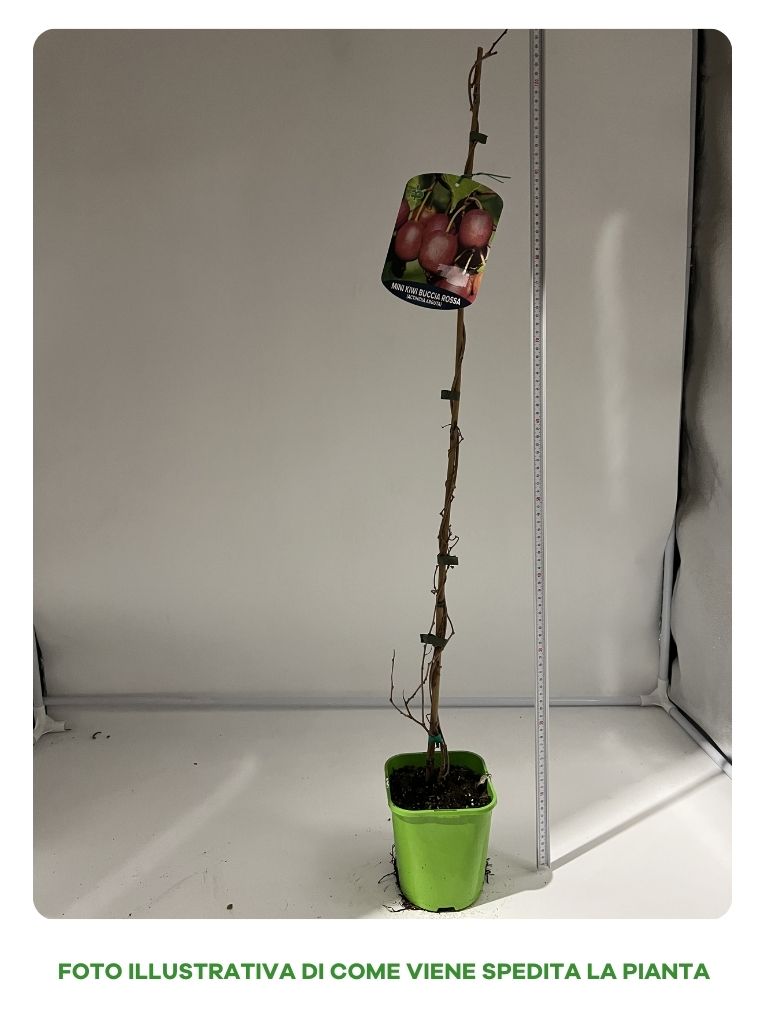 KIWI MINI PURPURNA SADOWA FEMMINA VASO 15CM