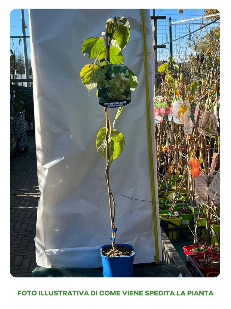 KIWI TOMURI IMPOLLINATORE IN VASO 15CM
