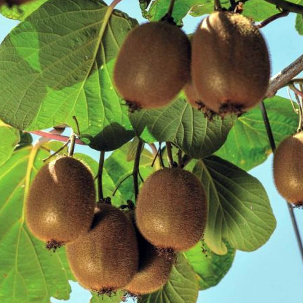 KIWI TUSCIA IN VASO 15CM