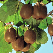 KIWI TUSCIA IN VASO 15CM