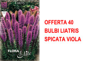 OFFERTA 40 BULBI LIATRIS SPICATA VIOLA