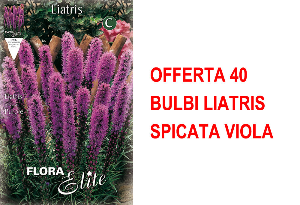 OFFERTA 40 BULBI LIATRIS SPICATA VIOLA