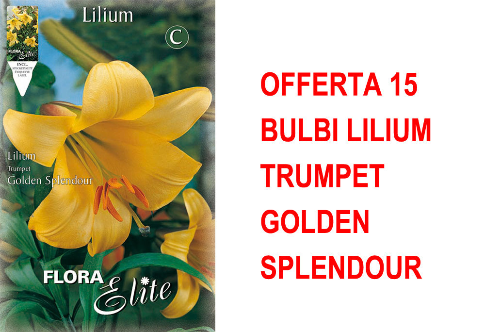OFFERTA 15 BULBI LILIUM TRUMPET GOLDEN SPLENDOUR