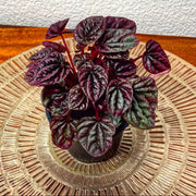 PEPEROMIA CAPERATA LUNA RED VASO 11CM