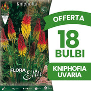 OFFERTA 18 BULBI KNIPHOFIA UVARIA
