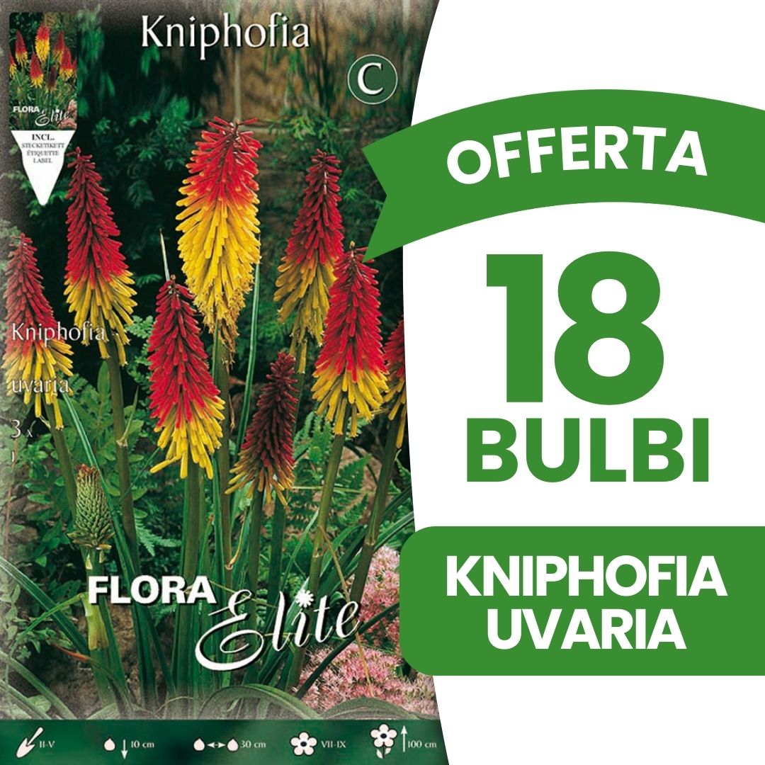 OFFERTA 18 BULBI KNIPHOFIA UVARIA