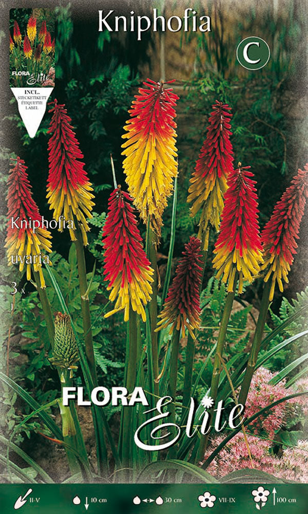 OFFERTA 9 BULBI KNIPHOFIA UVARIA