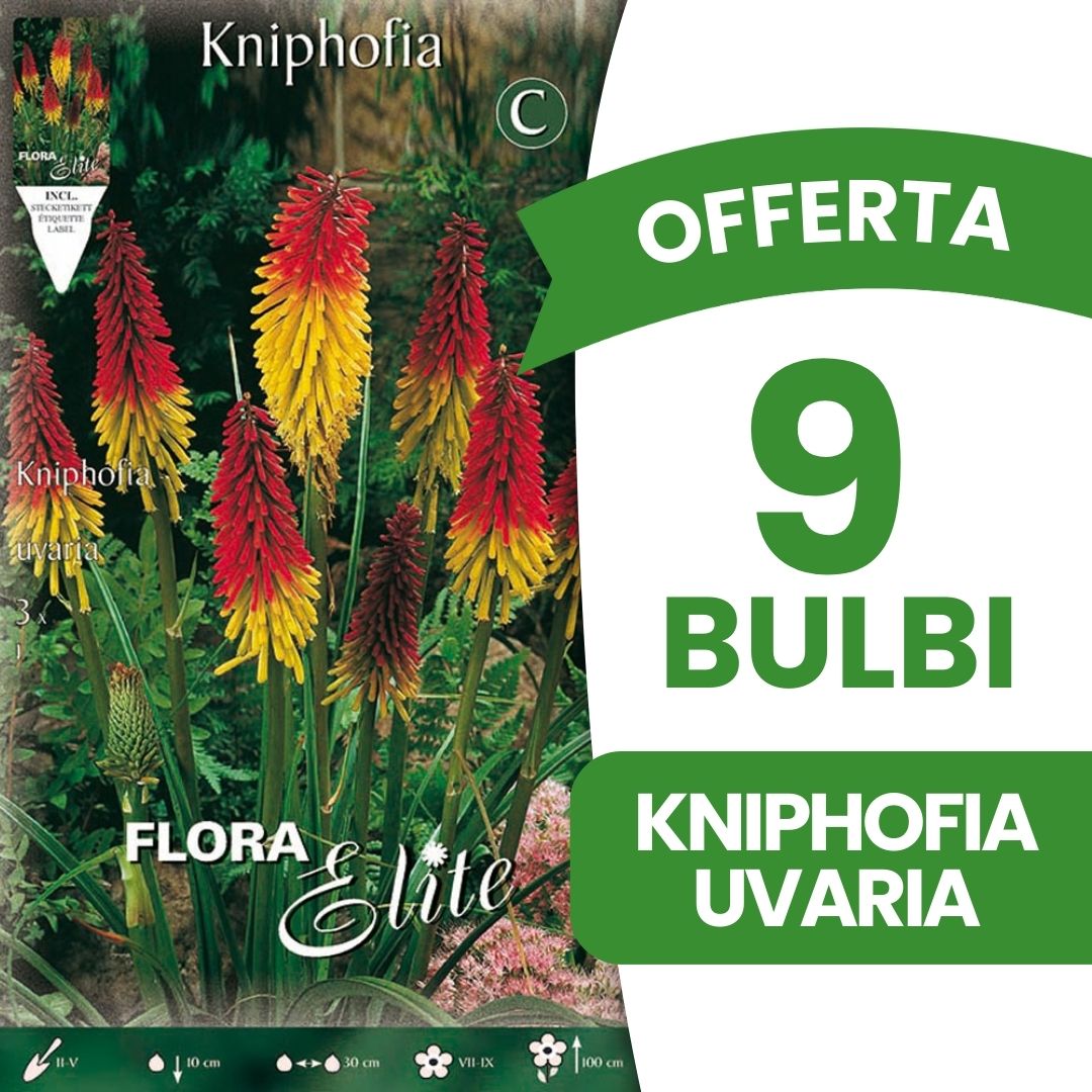 OFFERTA 9 BULBI KNIPHOFIA UVARIA