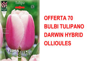 OFFERTA 70 BULBI TULIPANO DARWIN HYBRID OLLIOULES