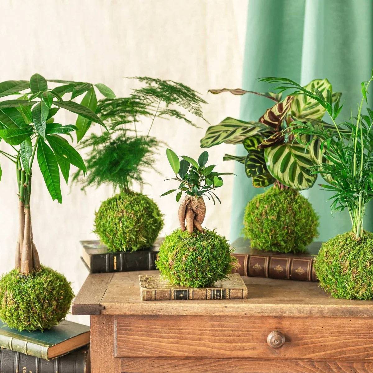 Corso Terrarium + Kokedama - 23 Maggio 2026