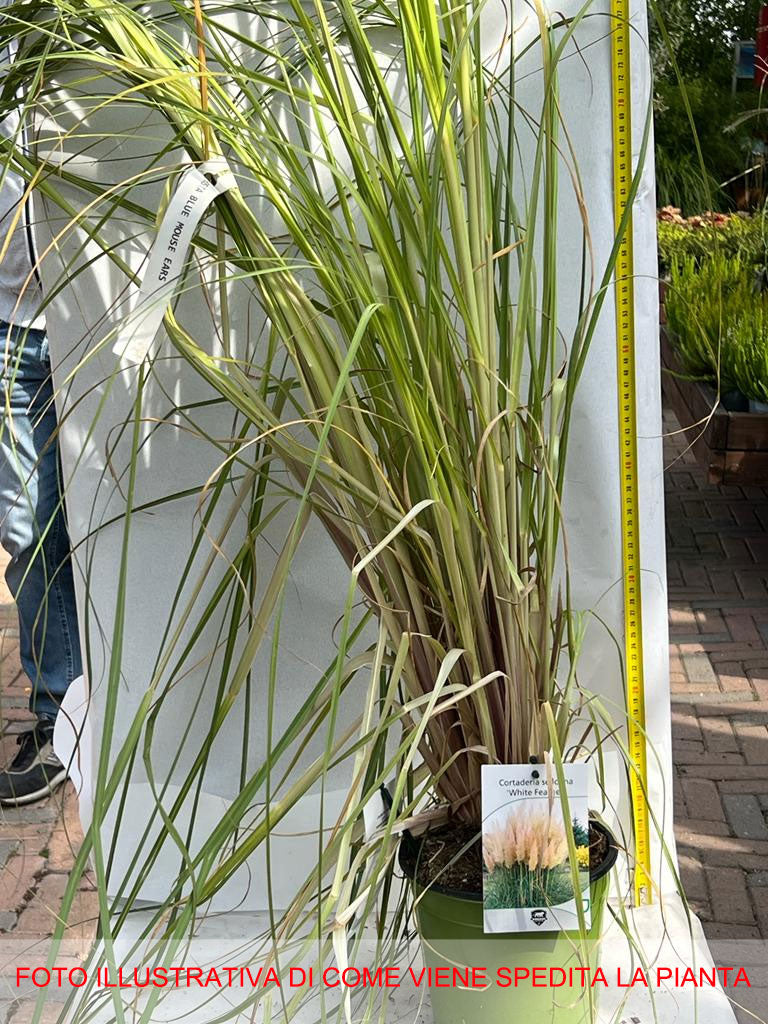 CORTADERIA SELLOANA WHITE FEATHER IN VASO 17CM