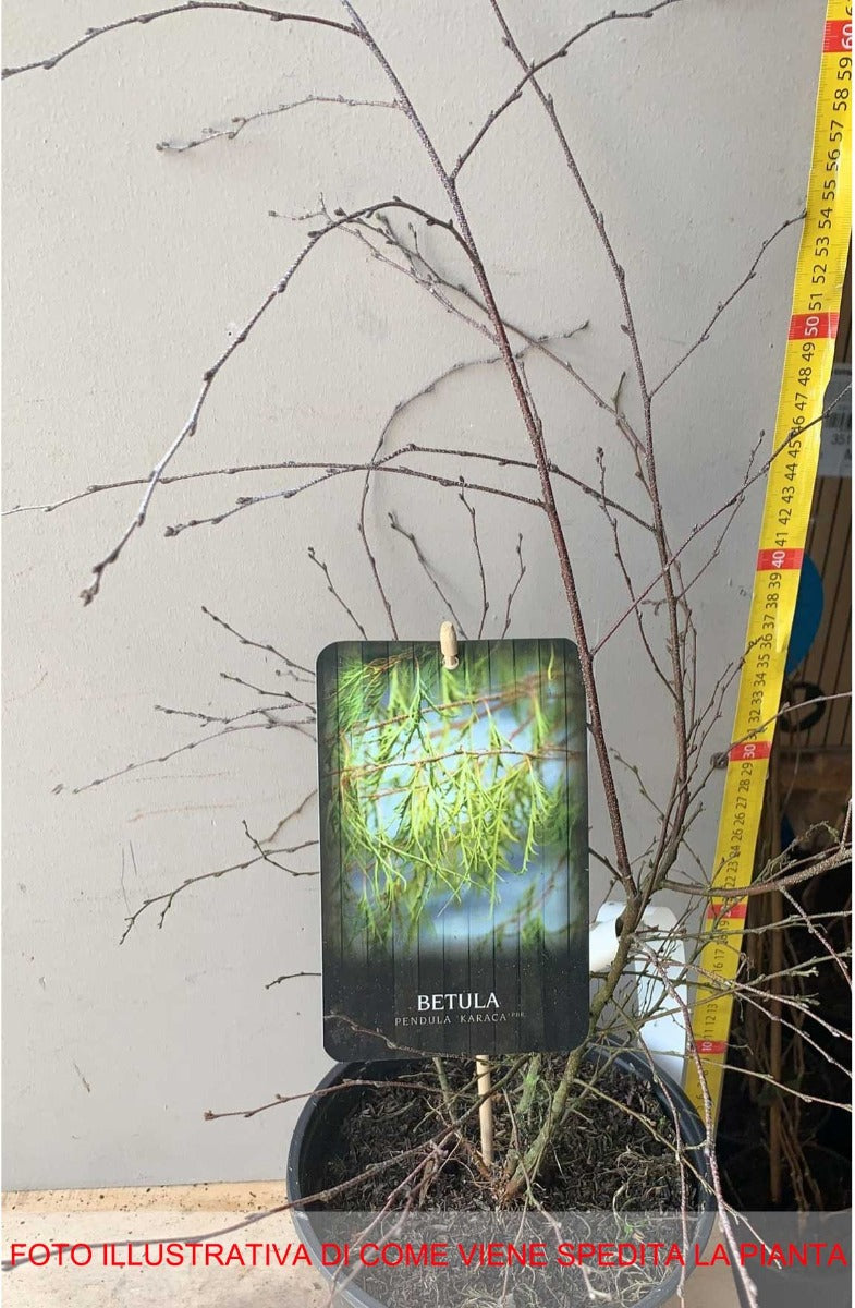 BETULA UTILIS KARACA VASO 23CM