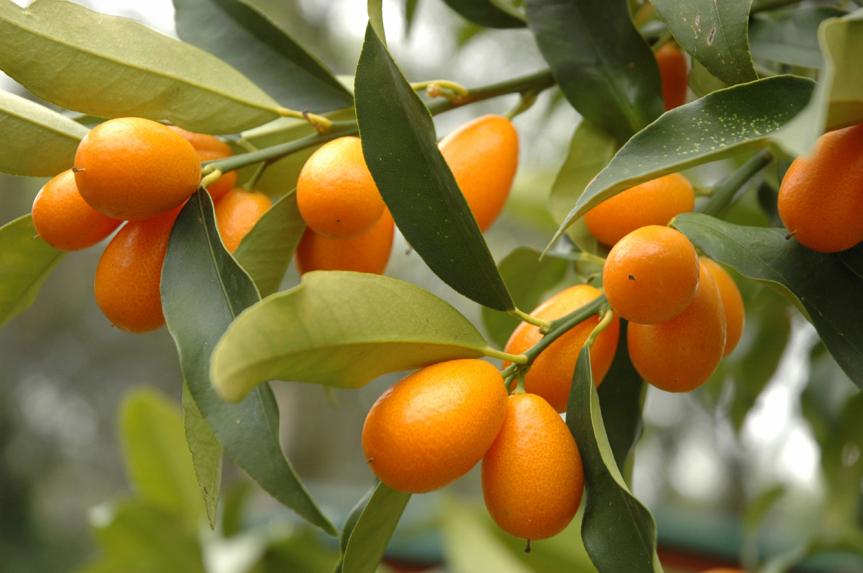 KUMQUAT MARGARITA MANDARINO CINESE IN VASO 20CM