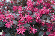 LOROPETALUM GORGEUS VASO 17CM