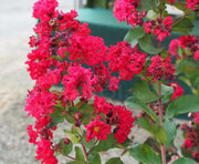 LAGERSTROEMIA INDICA DYNAMITE VASO 18CM