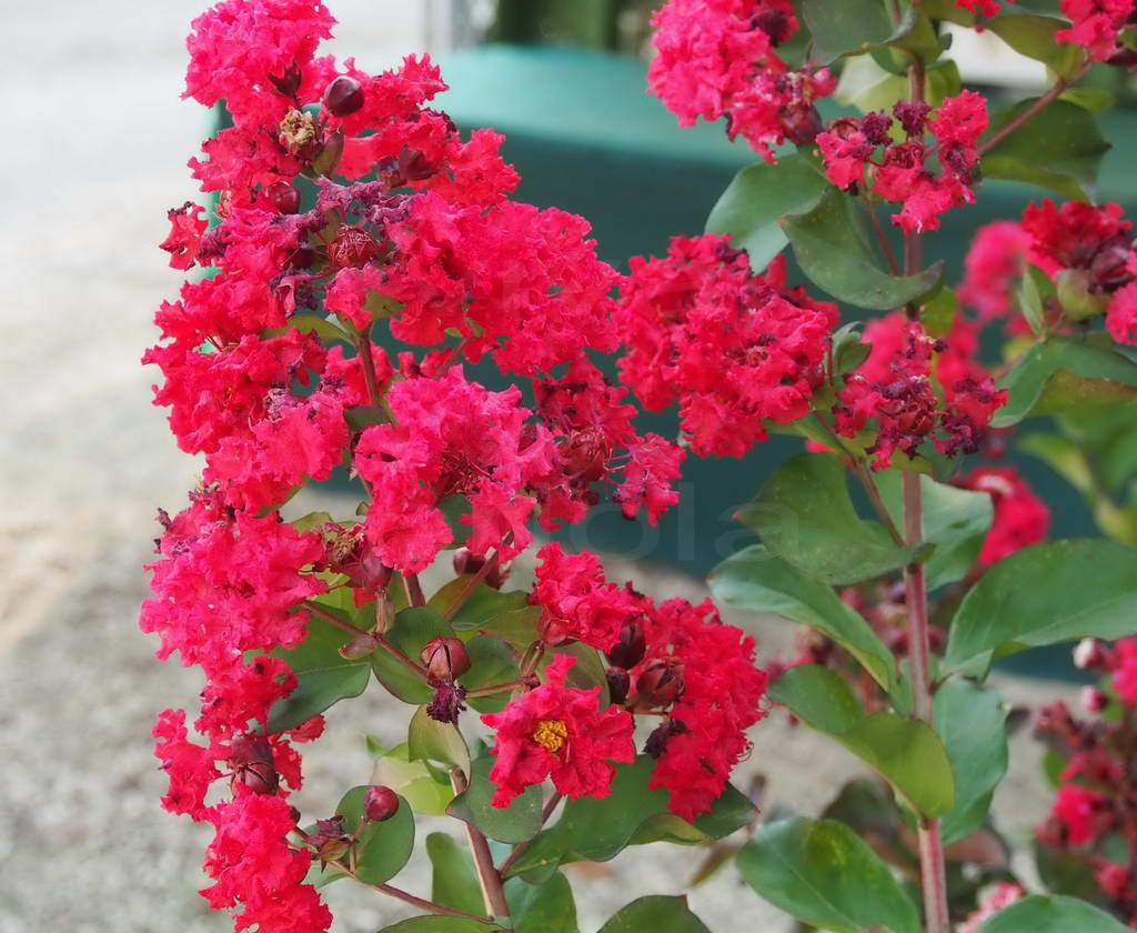 LAGERSTROEMIA INDICA DYNAMITE VASO 18CM