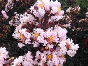 LAGERSTROEMIA INDICA BLACK SOLITAIRE BLUSH VASO 18CM