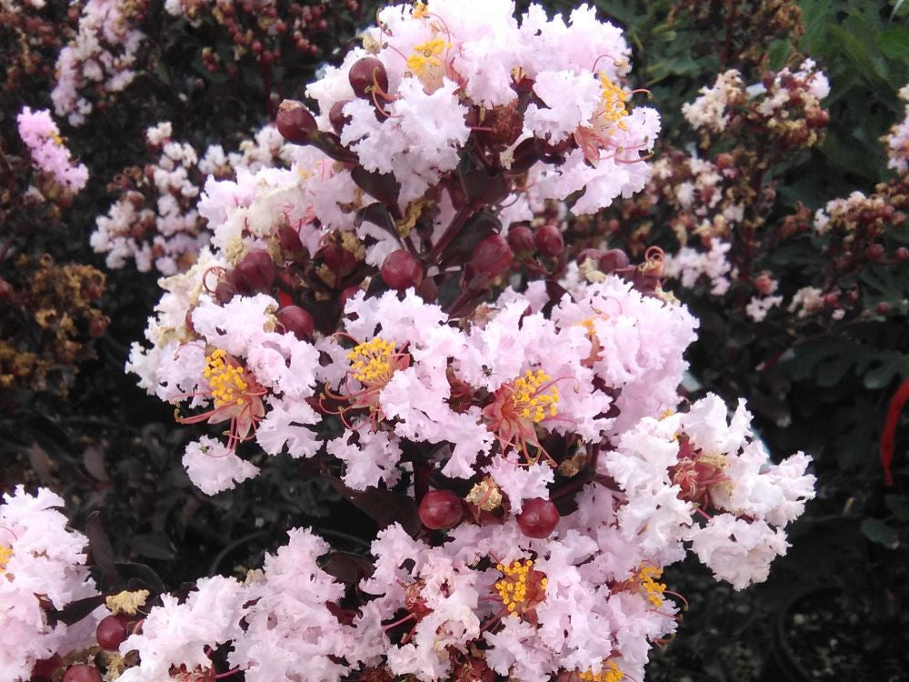 LAGERSTROEMIA INDICA BLACK SOLITAIRE BLUSH VASO 18CM