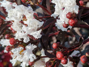LAGERSTROEMIA INDICA BLACK SOLITAIRE PURE WHITE VASO 18CM