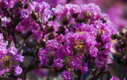 LAGERSTROEMIA INDICA BLACK SOLITAIRE PURPLE VASO 18CM