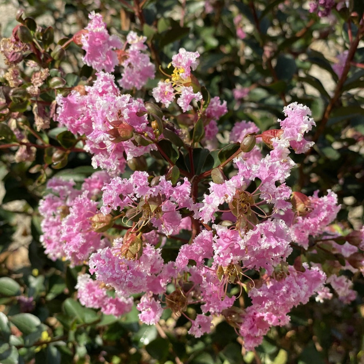 LAGERSTROEMIA INDICA GOURMET CHOCO PINK VASO 19CM