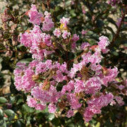 LAGERSTROEMIA INDICA GOURMET CHOCO PINK VASO 19CM