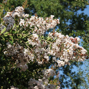 LAGERSTROEMIA INDICA INDIYA CHARMS NEIGE D’ETÉ VASO 18CM