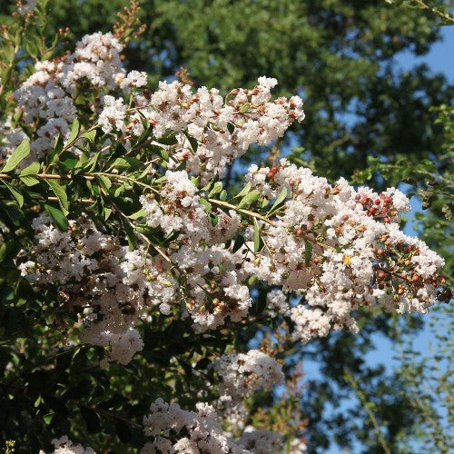 LAGERSTROEMIA INDICA INDIYA CHARMS NEIGE D’ETÉ VASO 18CM