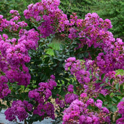 LAGERSTROEMIA INDICA VIOLET D'ETE VASO 18CM