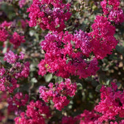 LAGERSTROEMIA GOURMET RED WINE IN VASO DA 19CM