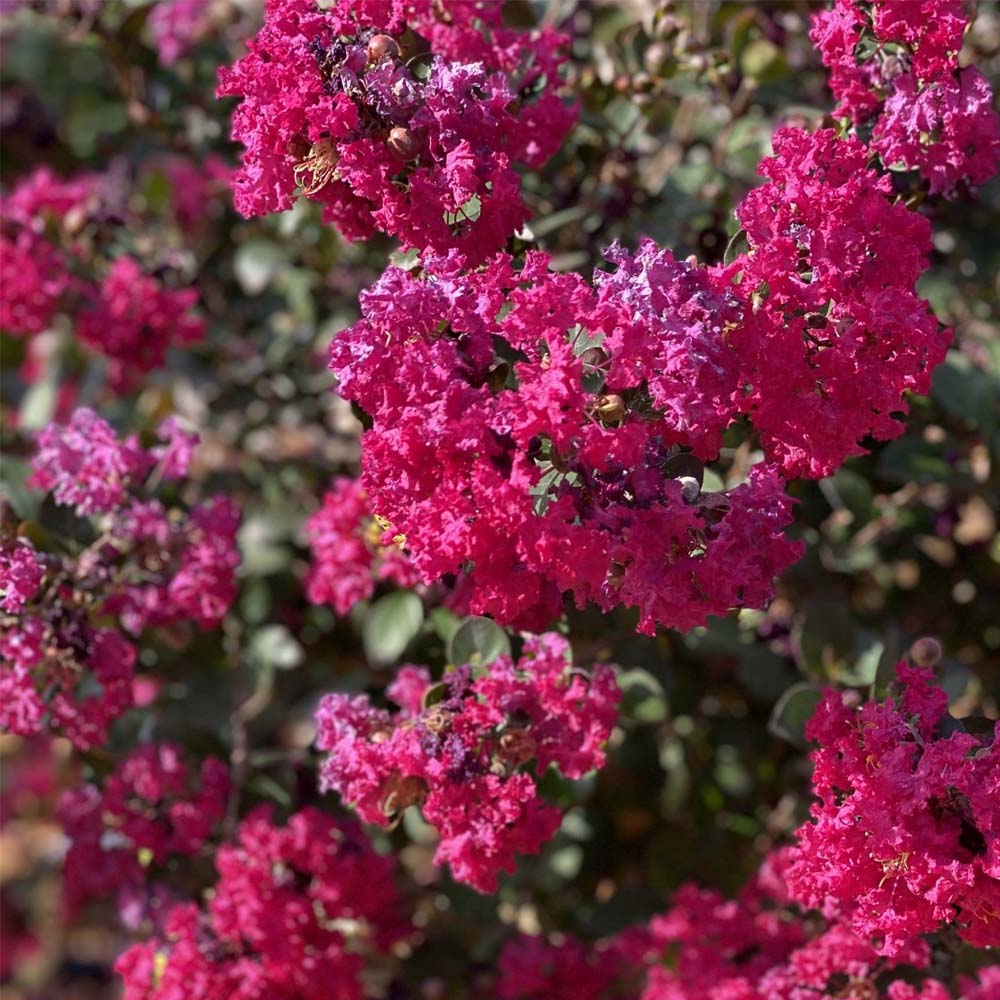 LAGERSTROEMIA GOURMET RED WINE IN VASO DA 19CM