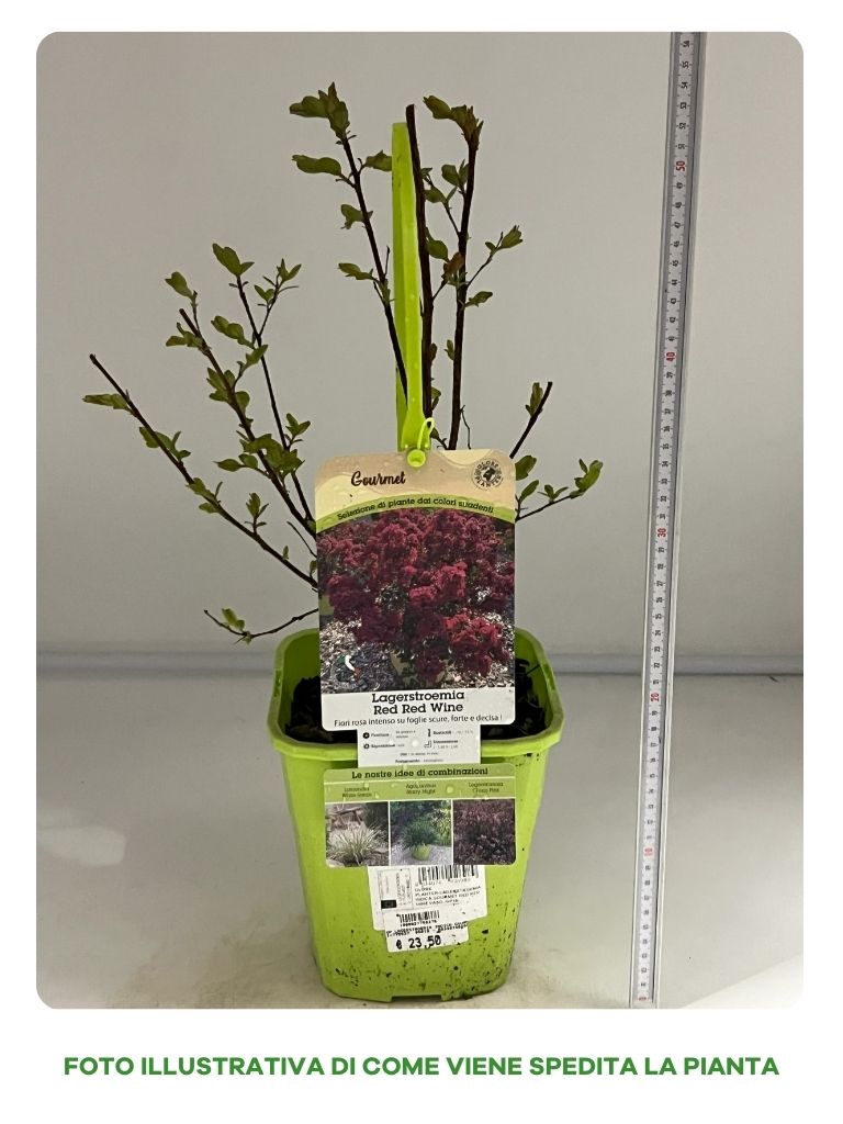 LAGERSTROEMIA GOURMET RED WINE IN VASO DA 19CM