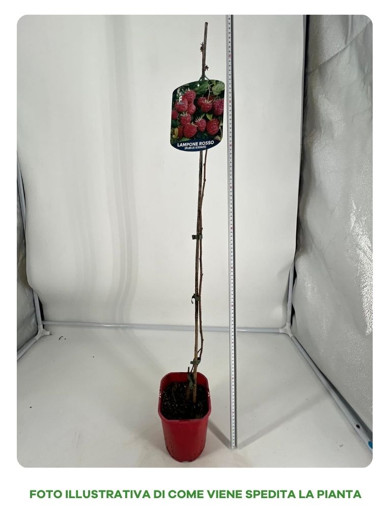 LAMPONE AMARANTA RIFIORENTE VASO 15CM