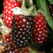 LAMPONE BOYSENBERRY IN VASO 15CM