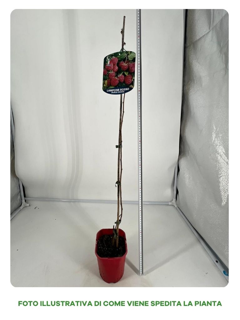 LAMPONE GLEN DEE UNIFERO VASO 15CM
