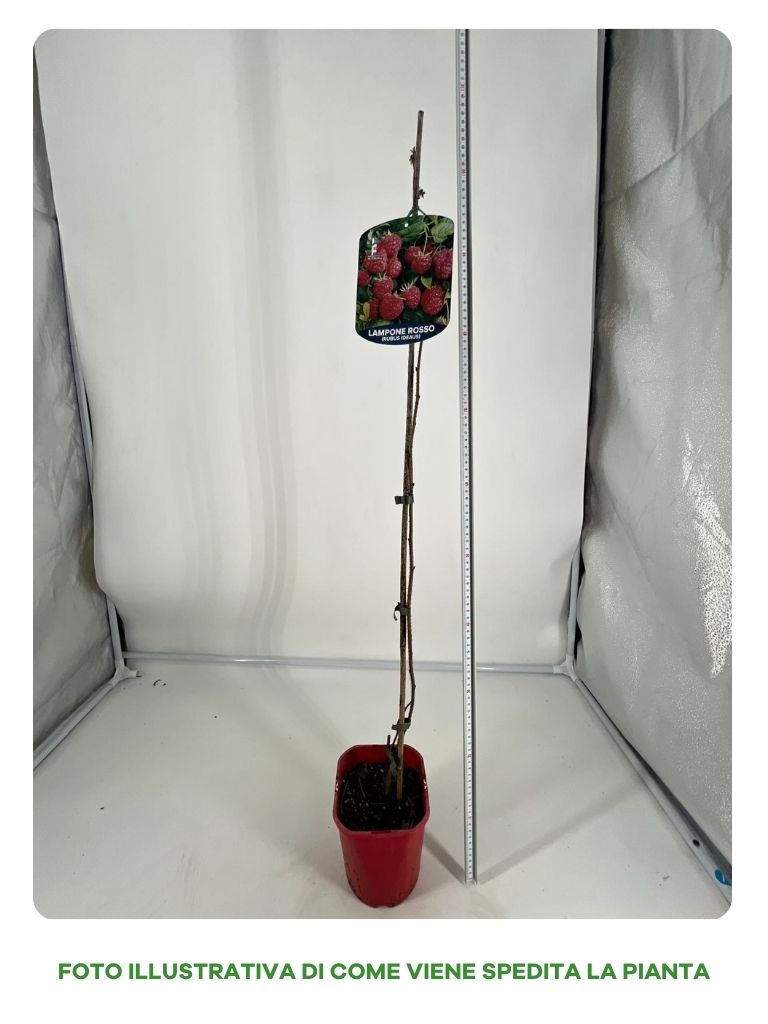 LAMPONE GROOVY IN VASO 15CM
