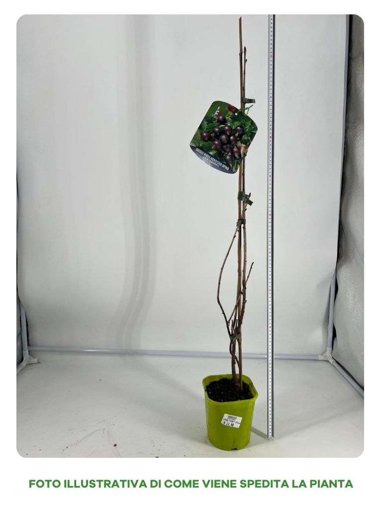 LAMPONE JOSTABERRY IN VASO 15CM