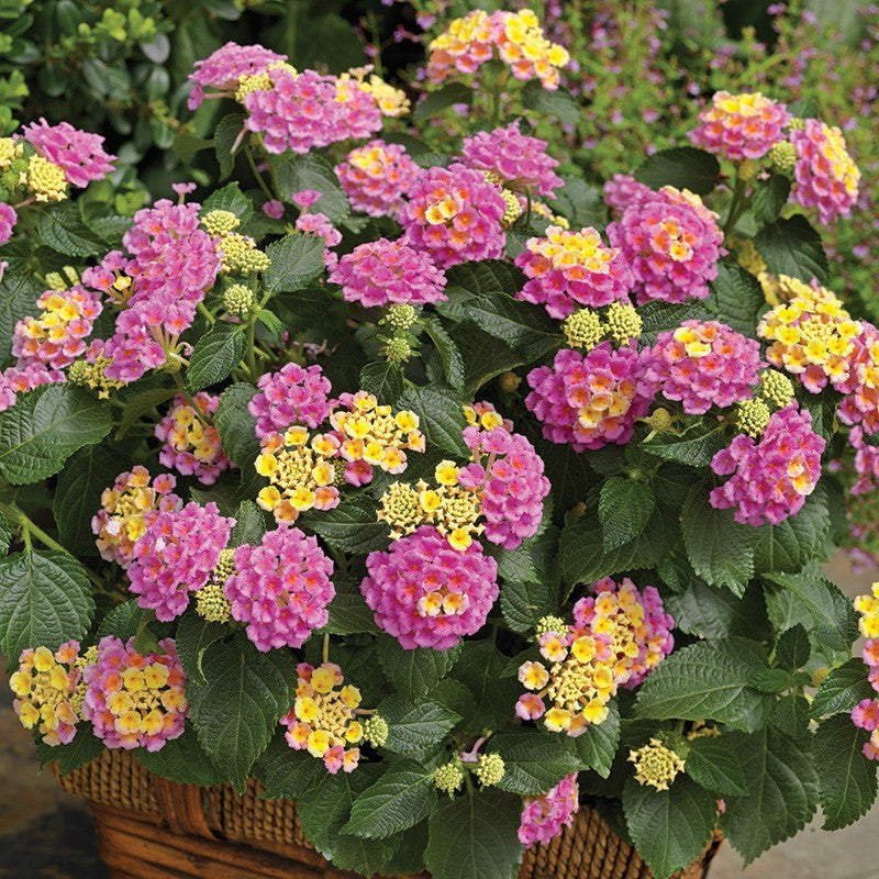 LANTANA BANDANA COLORE ASSORTITO VASO 14CM