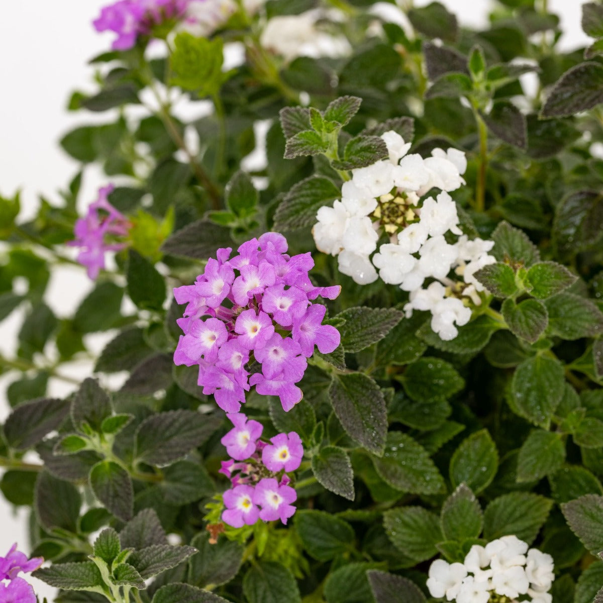 LANTANA SELLOWIANA BICOLOR VASO 18CM