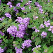 LANTANA SELLOWIANA IN VASO DA 14CM