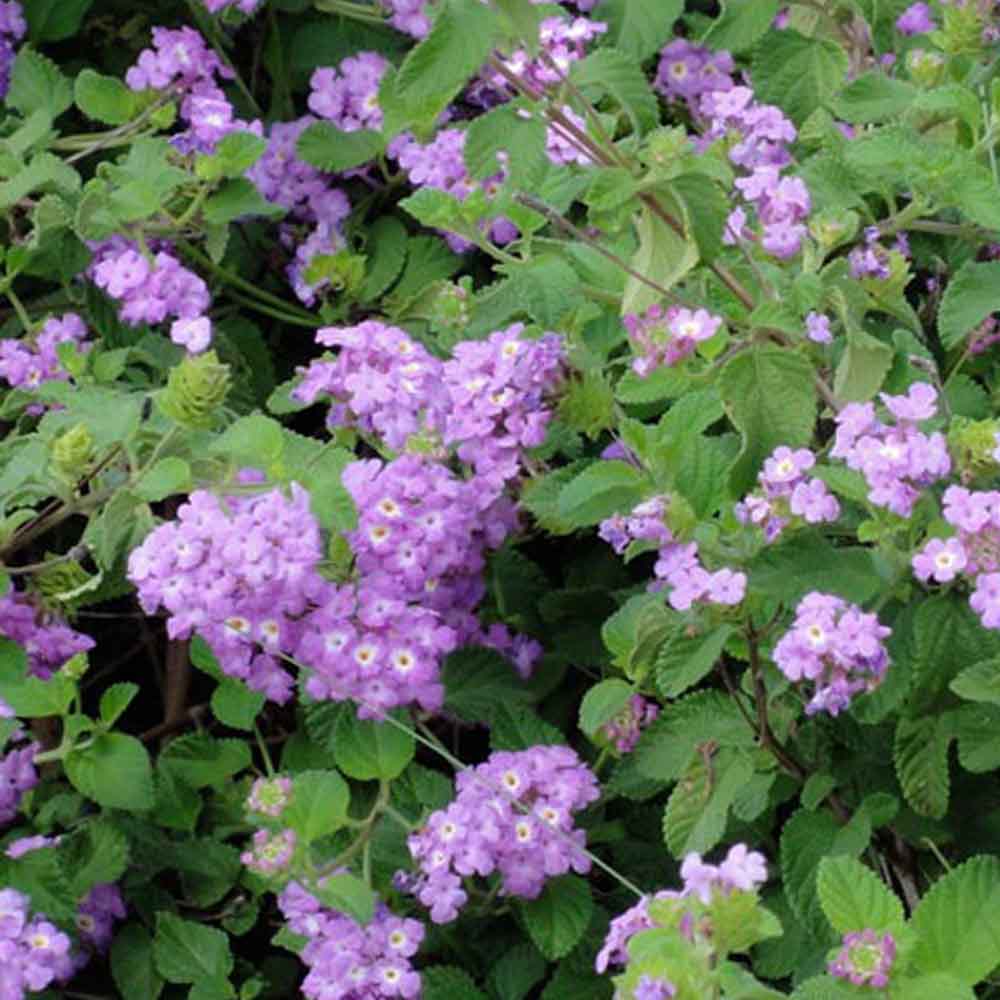 LANTANA SELLOWIANA IN VASO DA 14CM